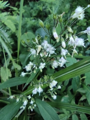Oldenlandia mellii