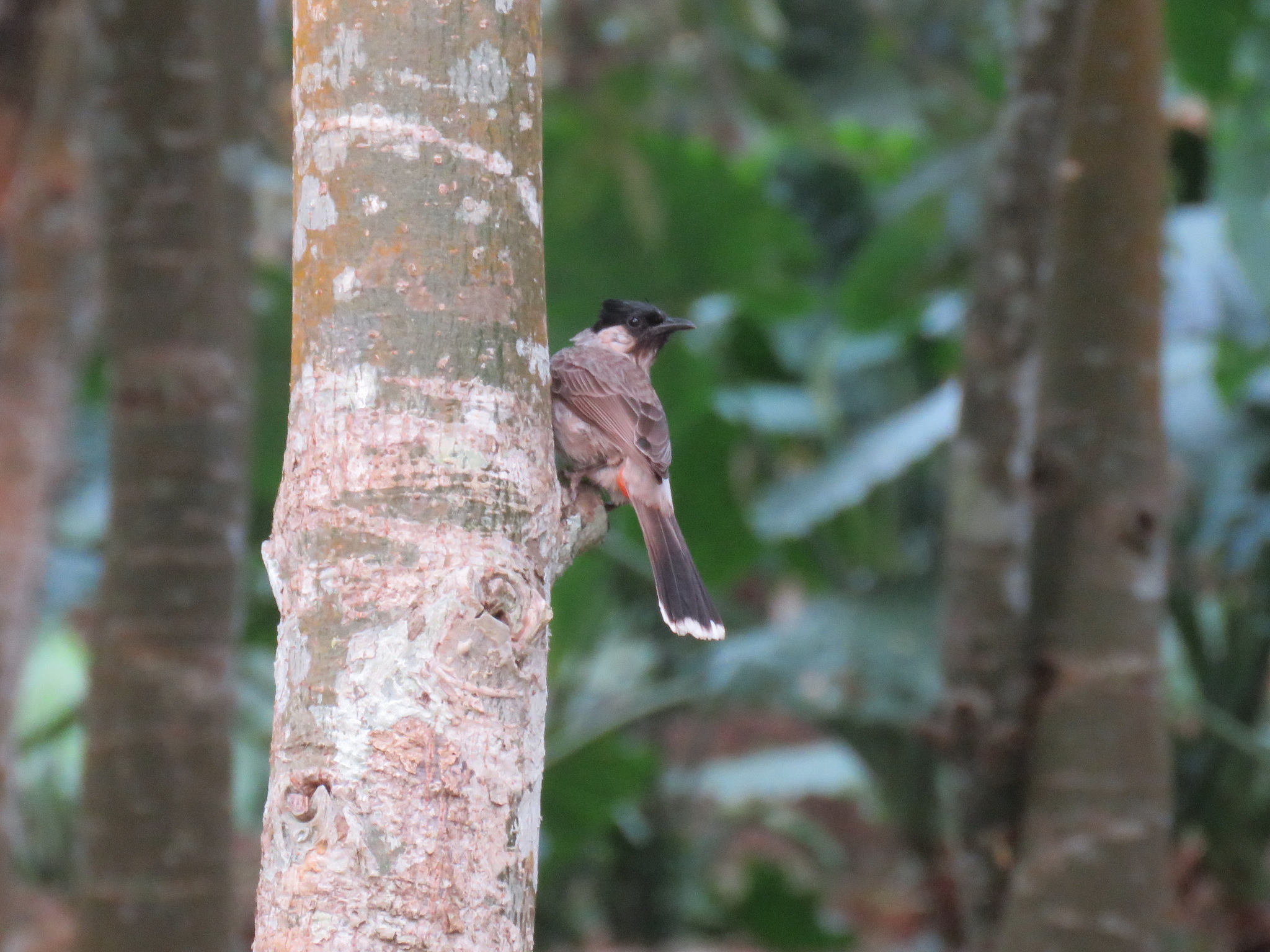 Sooty-headed Bulbul