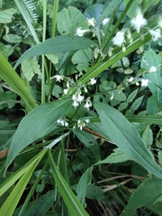 Oldenlandia mellii