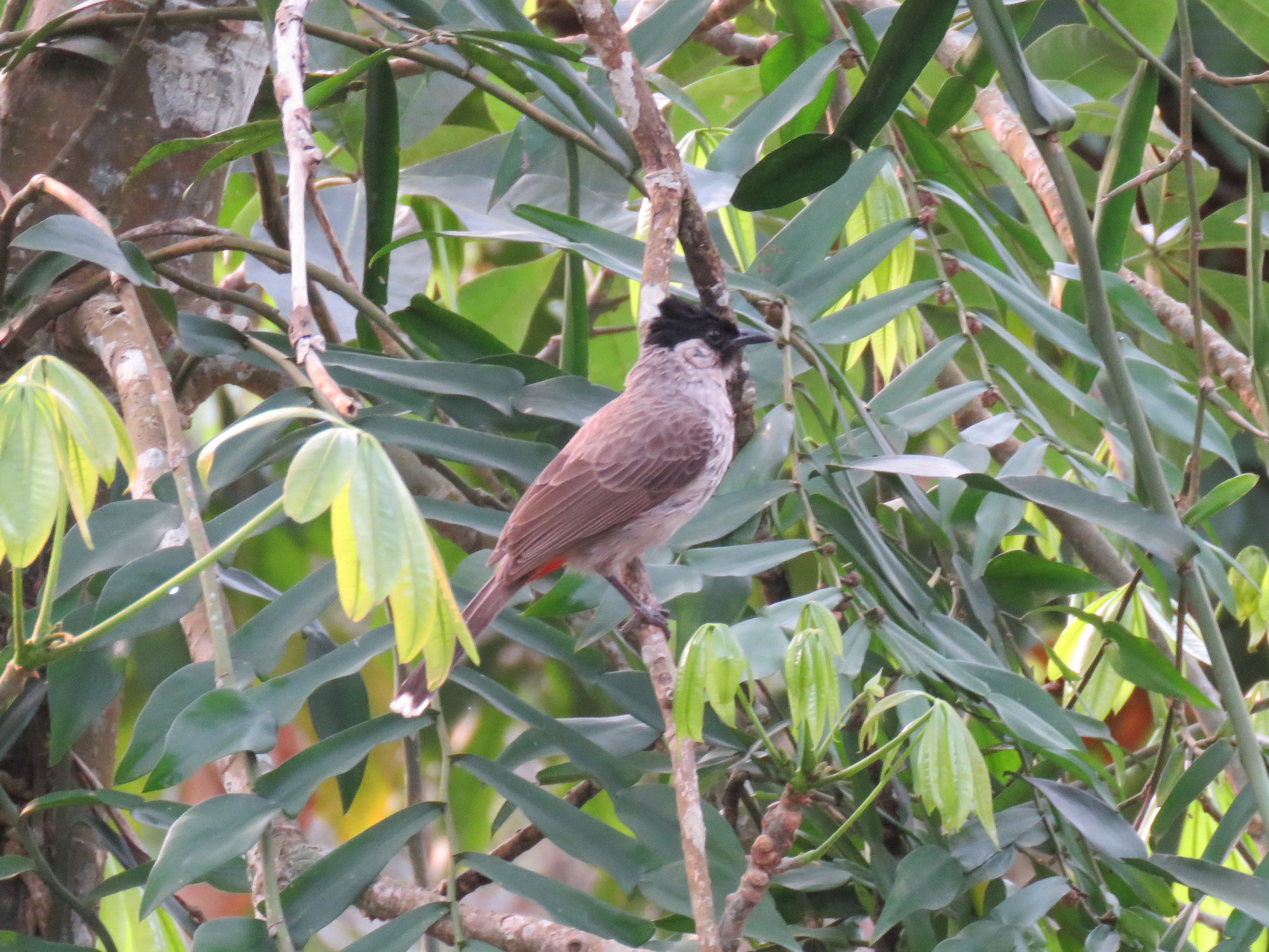 Sooty-headed Bulbul