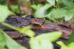 Batozonellus dorsalis