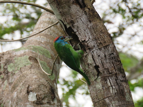 Blauwkeelbaardvogel (Psilopogon asiaticus)