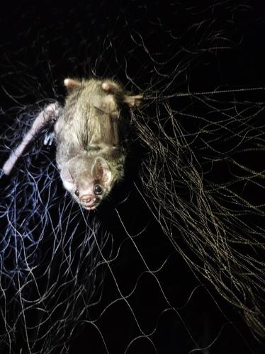 Hairy-legged Vampire Bat
