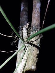 Trichocentrum ascendens