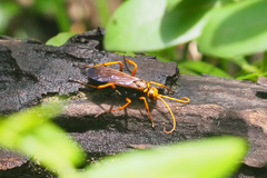 Batozonellus dorsalis