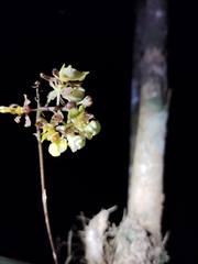 Trichocentrum ascendens