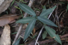 Aneilema acuminatum