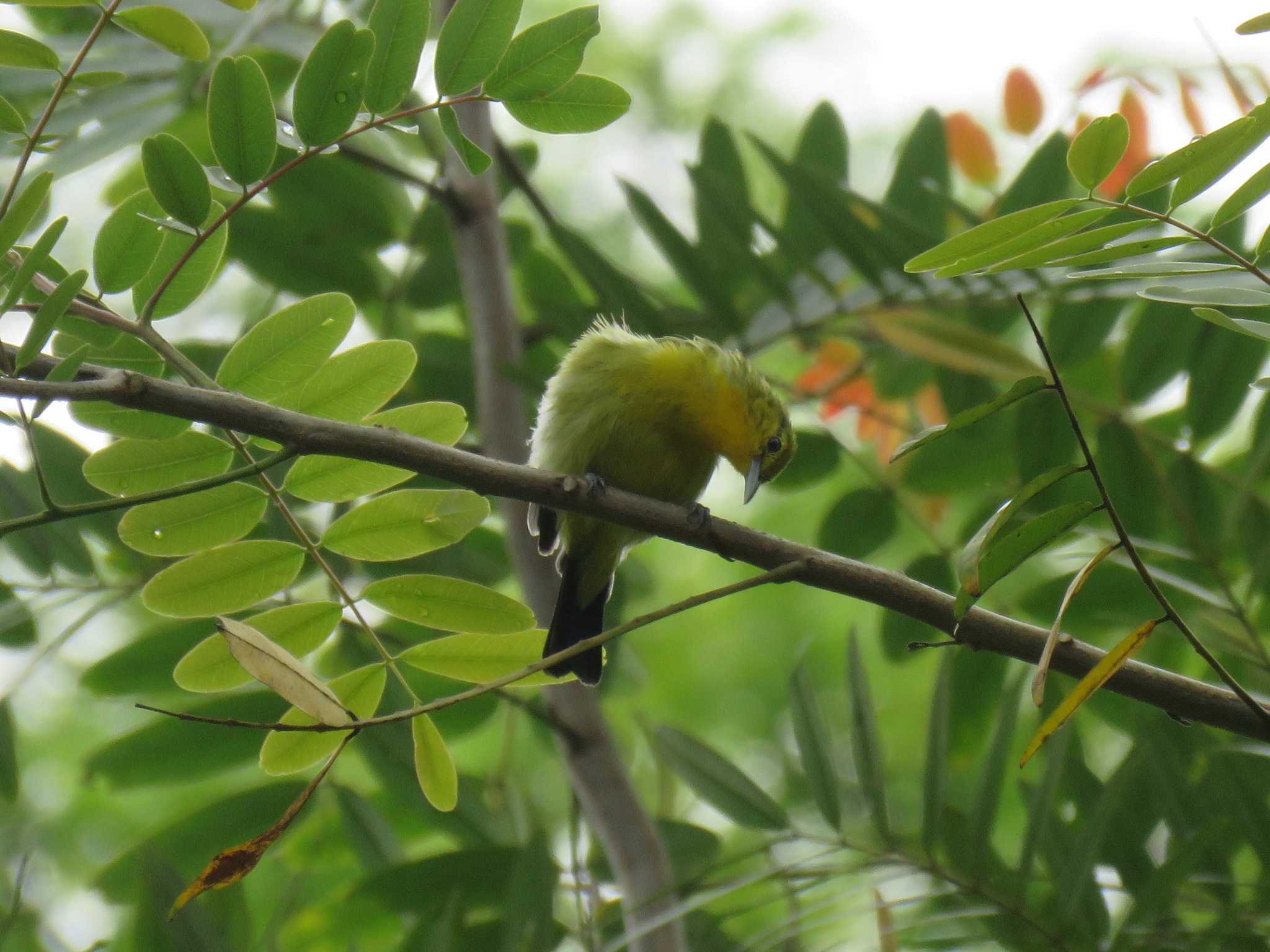 Common Iora