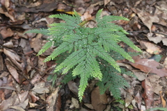 Adiantum formosum