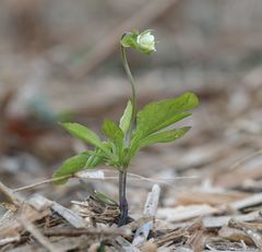 Viola arvensis arvensis