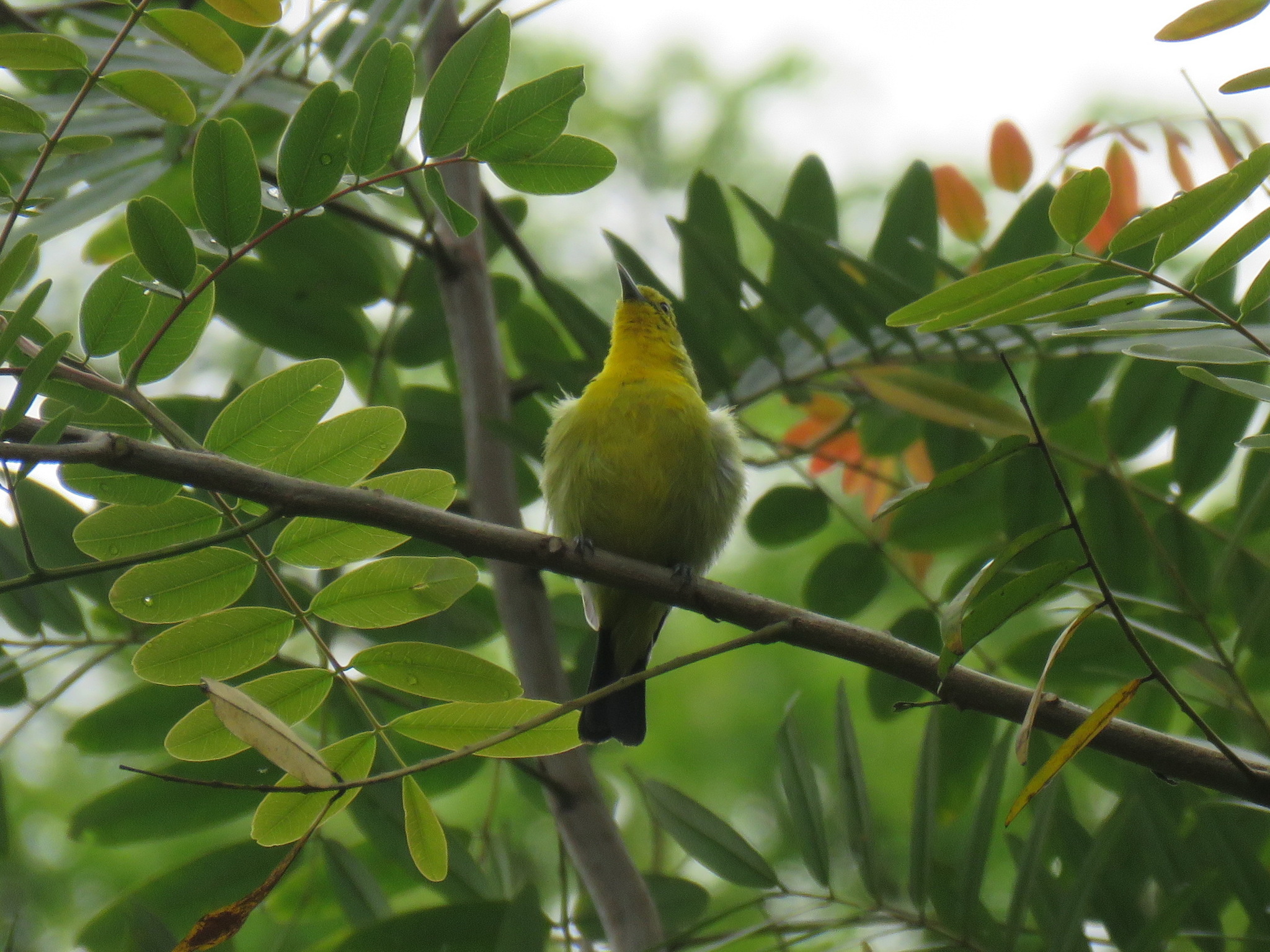 Common Iora