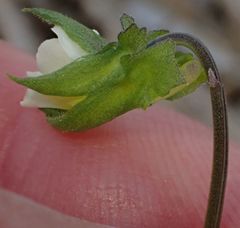 Viola arvensis arvensis