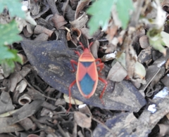 Probergrothius varicornis