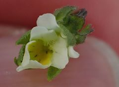 Viola arvensis arvensis