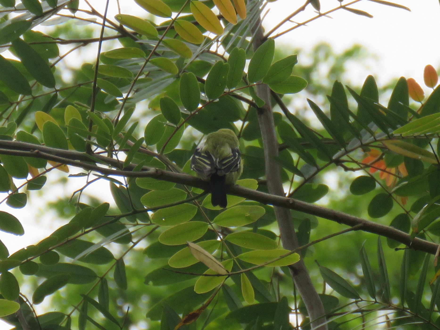 Common Iora