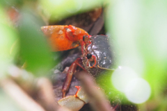 Nanhaipotamon aculatum