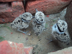 Vanellus indicus