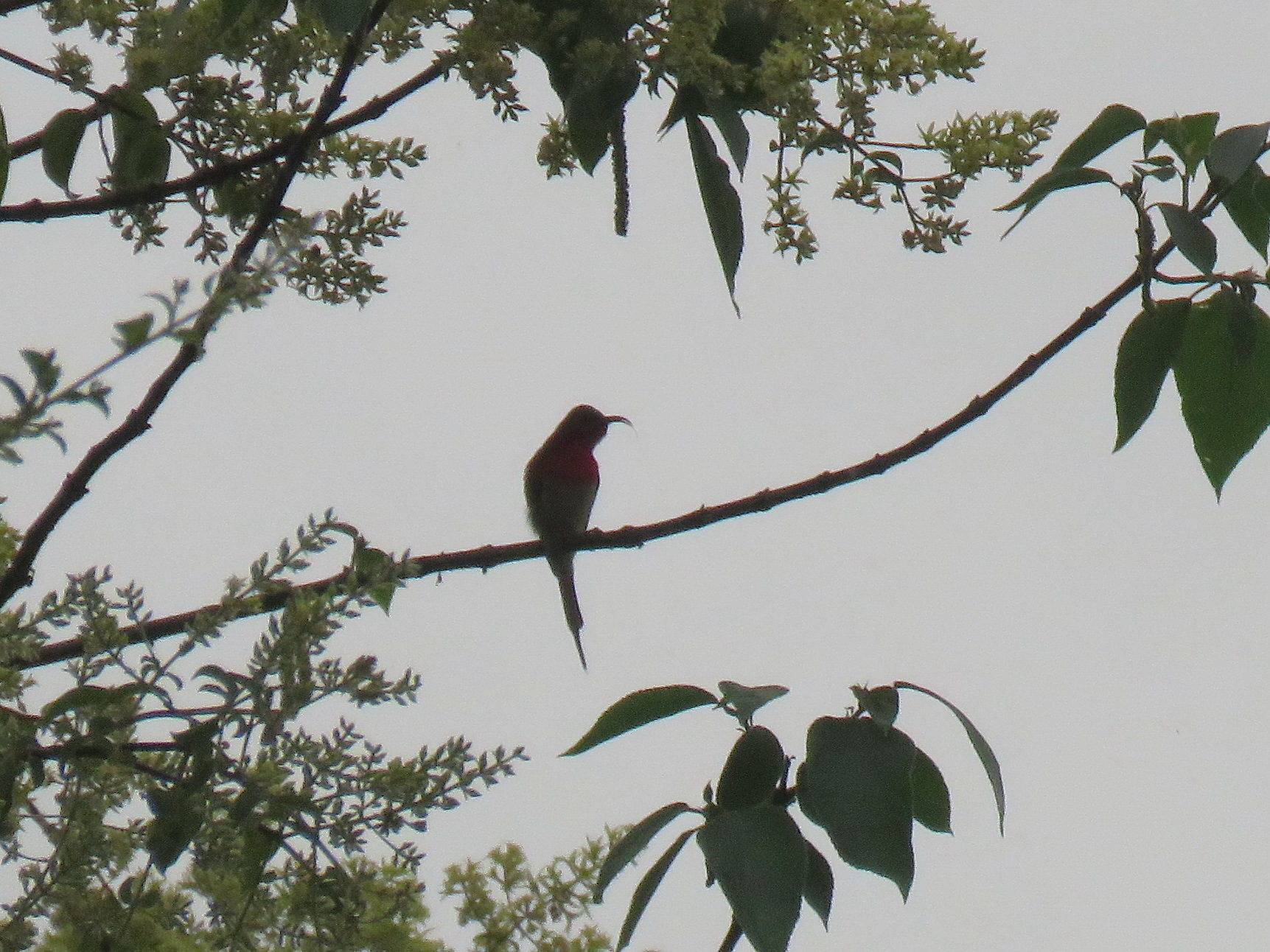 Crimson Sunbird