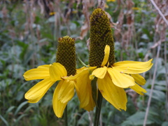 Rudbeckia californica