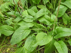 Rudbeckia californica