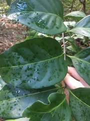Elaeodendron melanocarpum