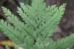 Adiantum formosum