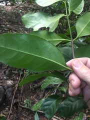Elaeodendron melanocarpum