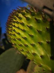 Opuntia ficus-indica