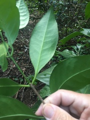 Elaeodendron melanocarpum