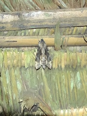 Erinnyis oenotrus