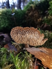 Auriscalpium umbella