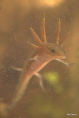 Ambystoma 'unisexual complex'