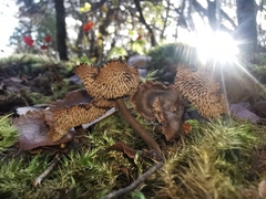 Auriscalpium umbella