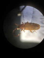 Uleiota debilis