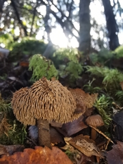 Auriscalpium umbella