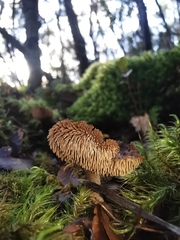 Auriscalpium umbella