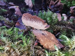 Auriscalpium umbella