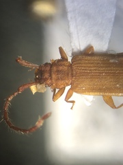 Uleiota debilis