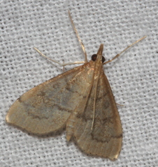 Metasia dicealis