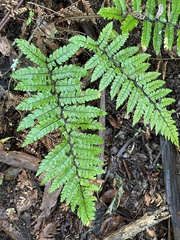Polystichum polyblepharum