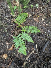 Polystichum polyblepharum