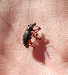 Otiorhynchus coecus