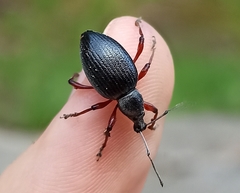 Otiorhynchus coecus