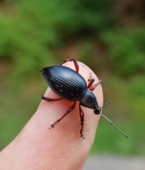 Otiorhynchus coecus
