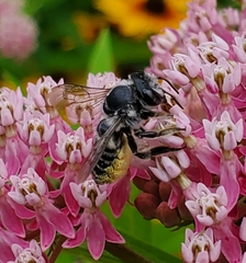 Megachile texana