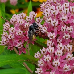 Megachile texana