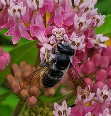Megachile texana