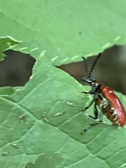 Lilioceris subpolita