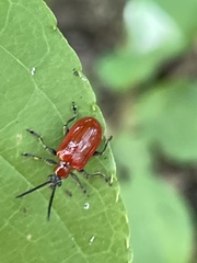 Lilioceris subpolita