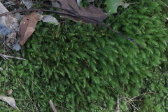 Pyrrhobryum paramattense